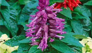 Zum Vergrößern klicken Bildvorschau