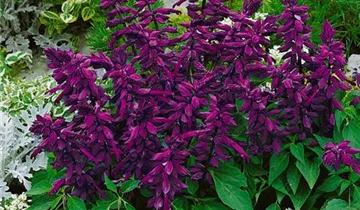 Zum Vergrößern klicken Bildvorschau