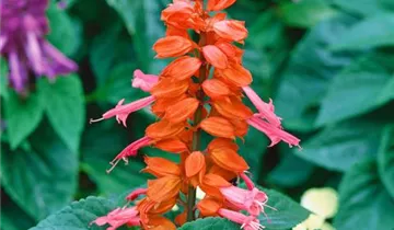 Zum Vergrößern klicken Bildvorschau