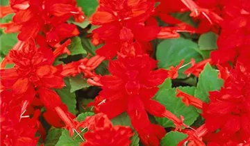 Zum Vergrößern klicken Bildvorschau