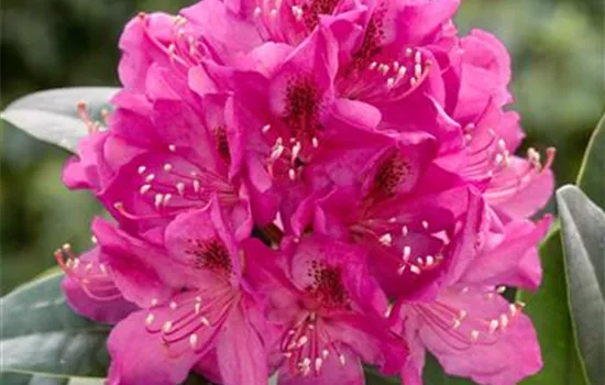 Rhododendron