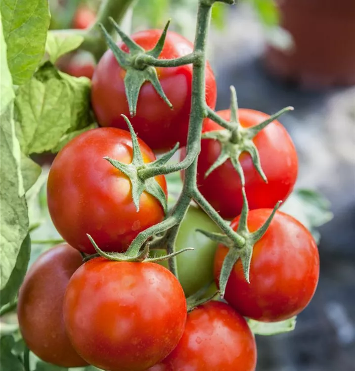 Tomate 'Balkontomate'