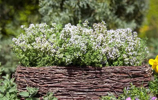 Echter Thymian Echter Thymian