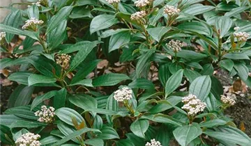 Zum Vergrößern klicken Bildvorschau