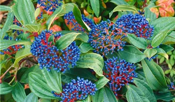 Zum Vergrößern klicken Bildvorschau