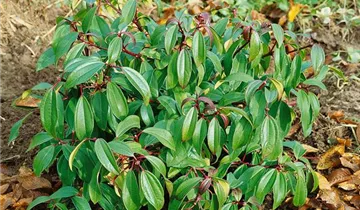 Zum Vergrößern klicken Bildvorschau