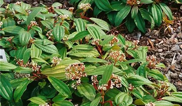 Zum Vergrößern klicken Bildvorschau