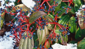 Zum Vergrößern klicken Bildvorschau