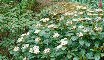 Zum Vergrößern klicken Bildvorschau