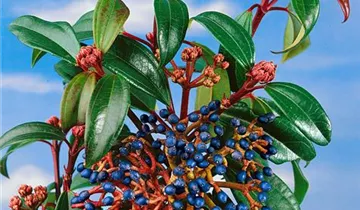 Zum Vergrößern klicken Bildvorschau