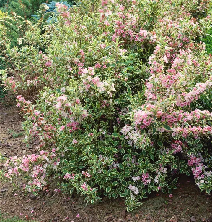 Buntblättrige Weigelie 'Nana Variegata'