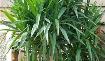 Zum Vergrößern klicken Bildvorschau