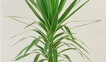 Zum Vergrößern klicken Bildvorschau