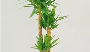 Zum Vergrößern klicken Bildvorschau