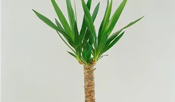 Zum Vergrößern klicken Bildvorschau