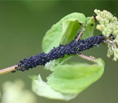 Blattläuse an Schneeball