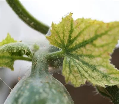 Spinnmilben an Gurken