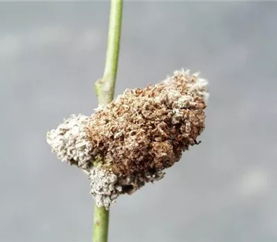 Wirrzopfgallmilbe an Weiden