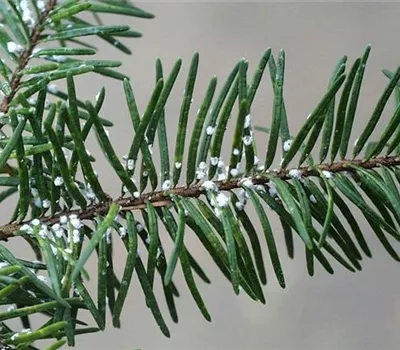 Wollläuse an Tannen und Douglasien