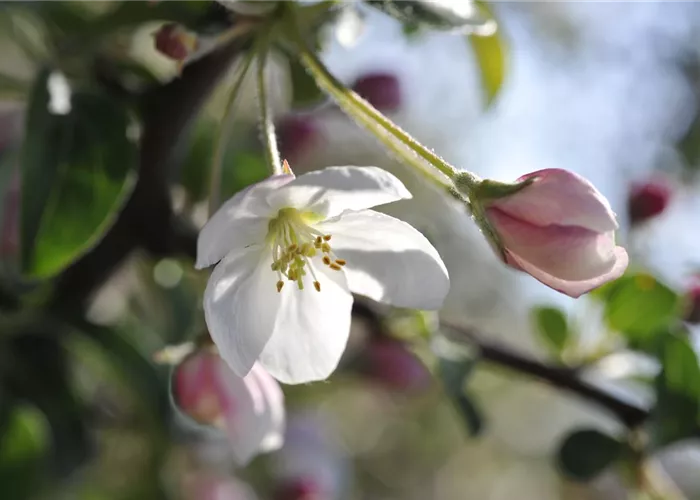 Ein guter Start ins Gartenjahr mit dem Obstbaumschnitt im Frühling