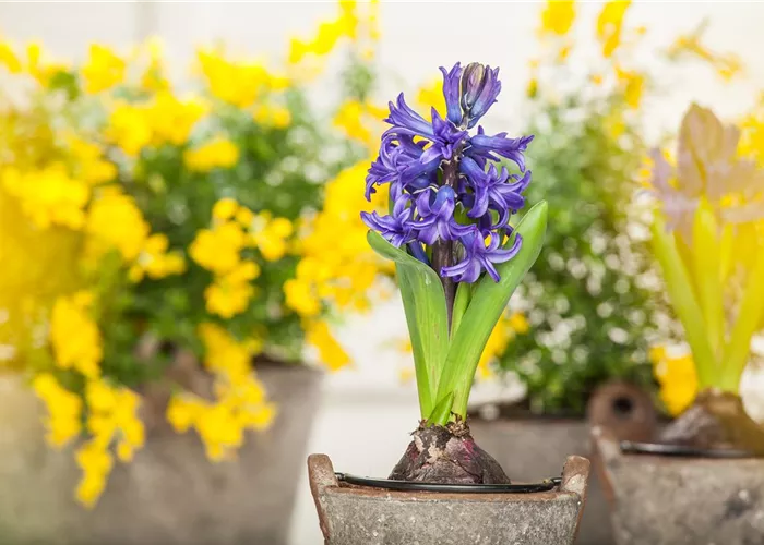 Frühblüher sorgen für einen bunten Start ins Frühjahr