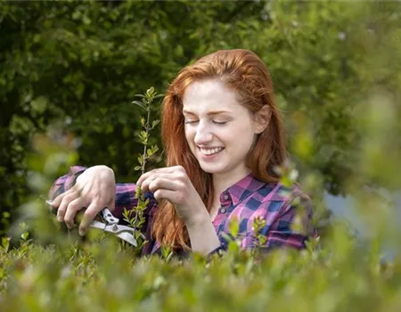 Hecke schneiden – Zeit für eine neue Frisur im Garten Hecke schneiden – Zeit für eine neue Frisur im Garten