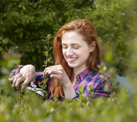 Hecke schneiden – Zeit für eine neue Frisur im Garten Hecke schneiden – Zeit für eine neue Frisur im Garten