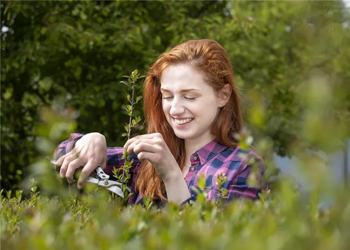 Hecke schneiden – Zeit für eine neue Frisur im Garten Hecke schneiden – Zeit für eine neue Frisur im Garten