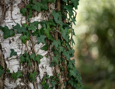 Kletterpflanzen für den Garten – die wollen hoch hinaus Kletterpflanzen für den Garten – die wollen hoch hinaus