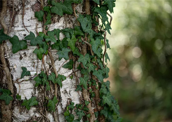 Kletterpflanzen für den Garten – die wollen hoch hinaus Kletterpflanzen für den Garten – die wollen hoch hinaus