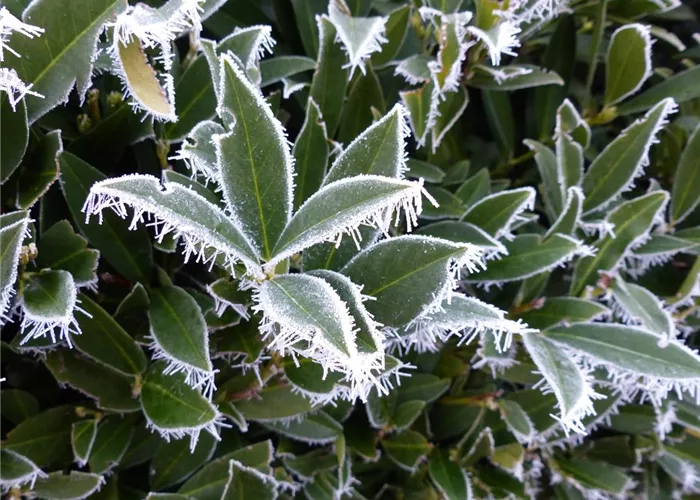 Pflanzenschutz im Winter - der Kälte den Kampf ansagen