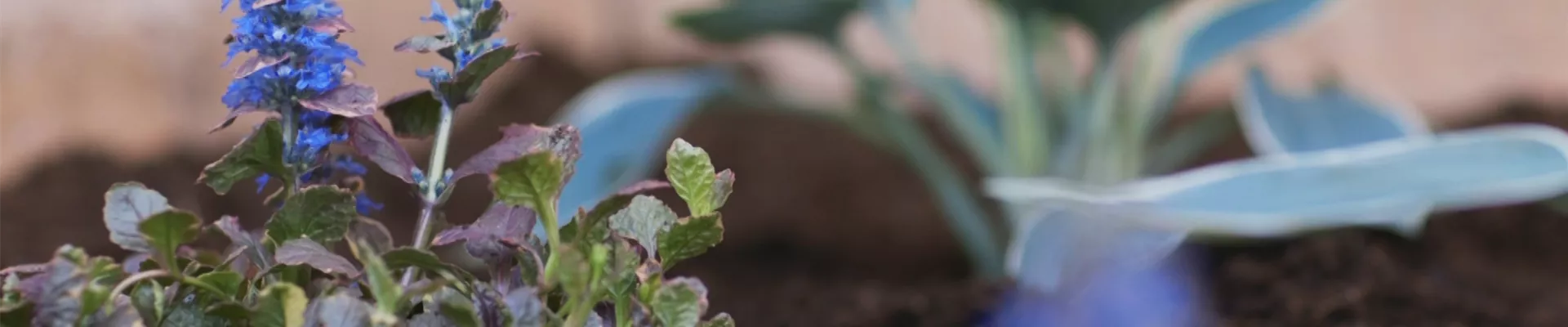 Kriechender Günsel Einpflanzen im Garten (thumbnail).jpg