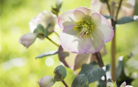 Christrose und Lenzrose