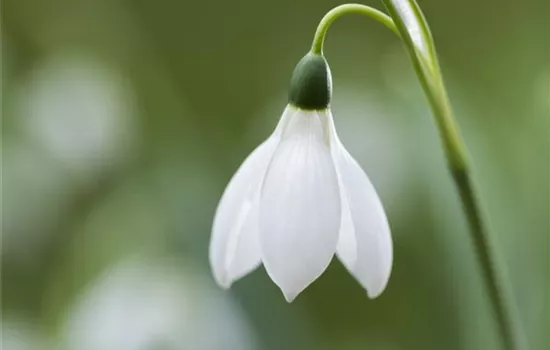 Schneeglöckchen pflanzen – Frühlingsboten im Garten