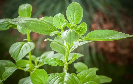 Sunny Herbs - frische Kräuter aus Italien!