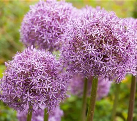 Allium – pflegeleichter Zierlauch als Gartenschmuck Allium – pflegeleichter Zierlauch als Gartenschmuck