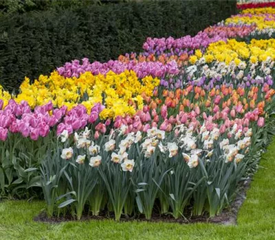 Das Blumenbeet pflegen: Gießen, düngen und schneiden