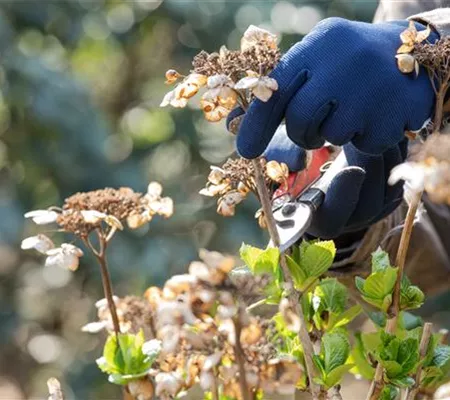 Alte Blütenstände machen Platz für neue Blüten Alte Blütenstände machen Platz für neue Blüten