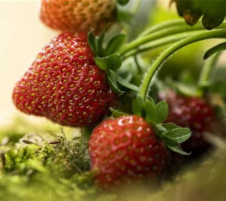Erdbeeren – rot, rund und richtig lecker! Erdbeeren – rot, rund und richtig lecker!