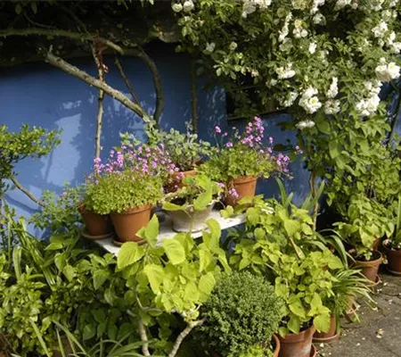 Die Blumentreppe – Blüten wollen hoch hinaus Die Blumentreppe – Blüten wollen hoch hinaus
