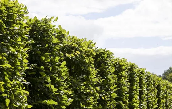 Die Hainbuche: Hecke und Vogelparadies