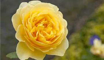 Zum Vergrößern klicken Bildvorschau