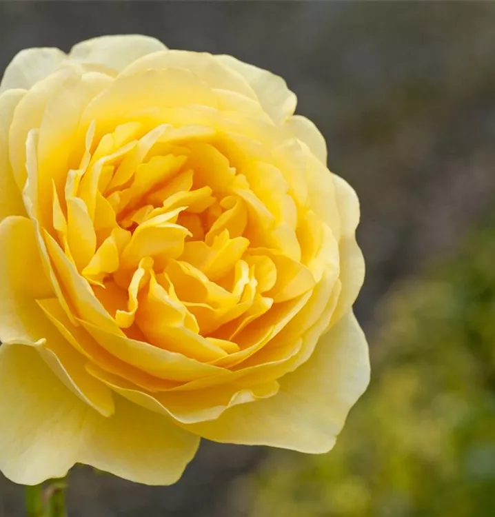 Englische Rose Englische Rose