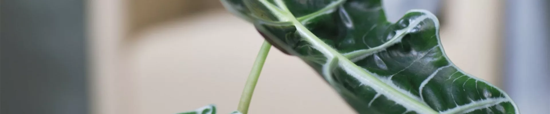 Pfeilblatt - Umtopfen (Thumbnail).jpg