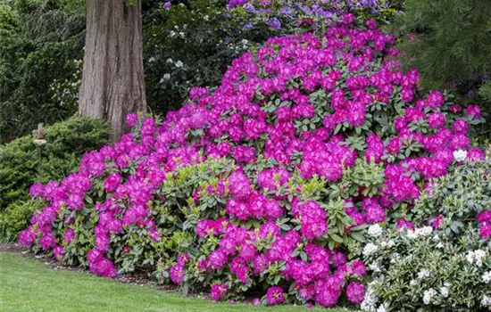 Bäume für den Rhododendrongarten