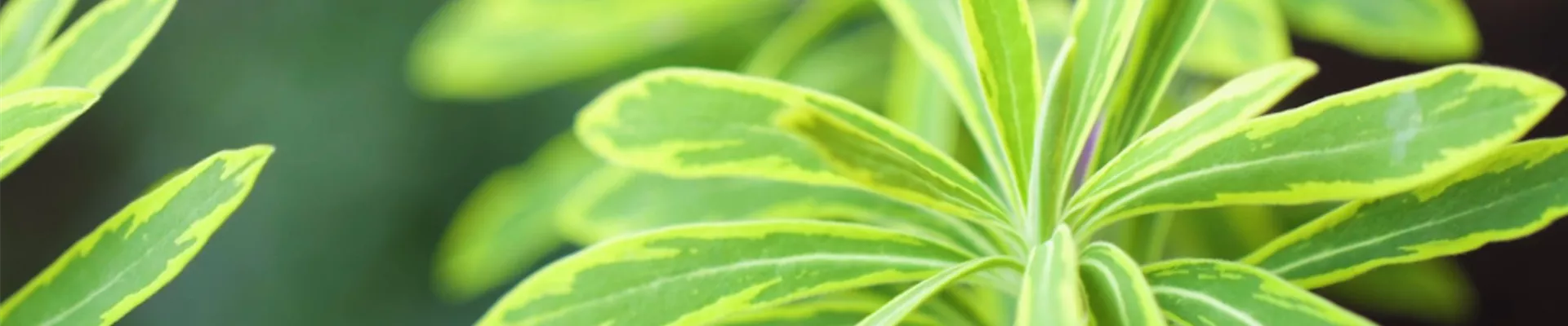 Regenbogen-Wolfspilz - Einpflanzen im Garten (thumbnail).jpg