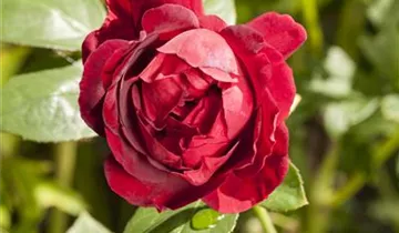 Zum Vergrößern klicken Bildvorschau