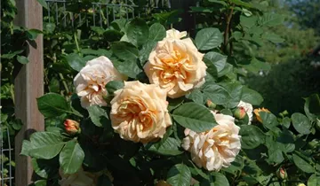 Zum Vergrößern klicken Bildvorschau