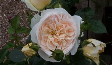 Zum Vergrößern klicken Bildvorschau