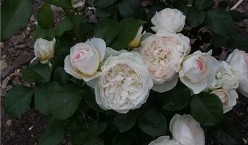 Zum Vergrößern klicken Bildvorschau